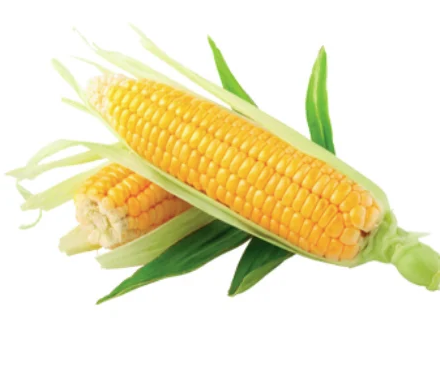 Yellow Corn