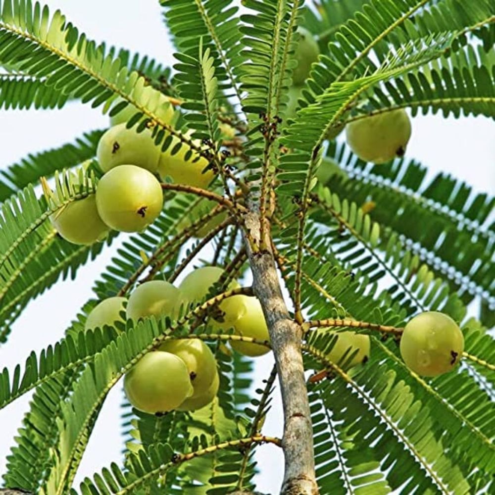 Chakaiya