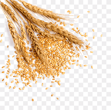 Wheat